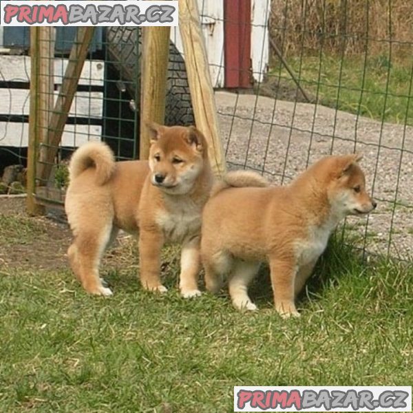 Shiba-Inu na prodej s PP