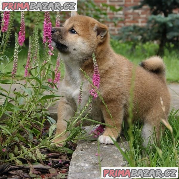 Shiba-Inu na prodej s PP