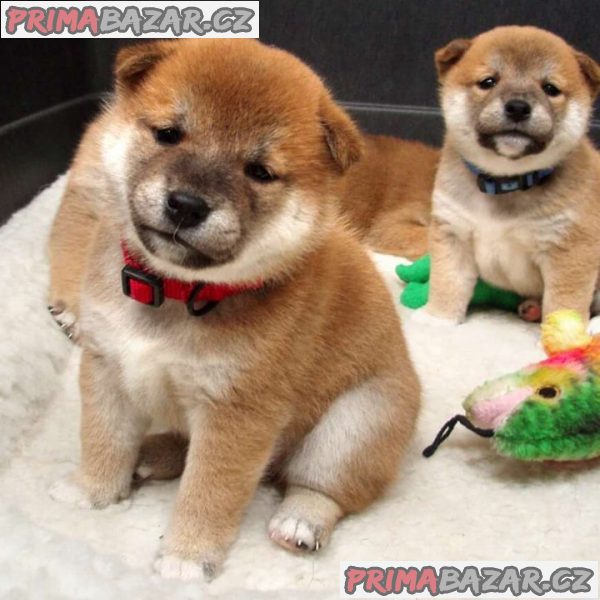 Shiba-Inu na prodej s PP