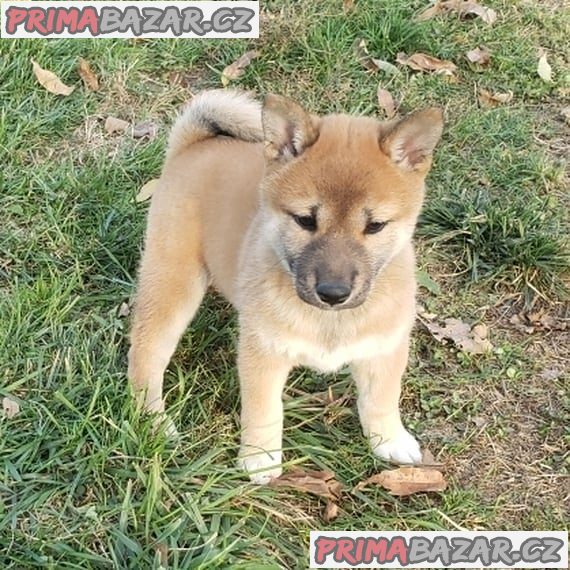 Shiba-Inu na prodej s PP