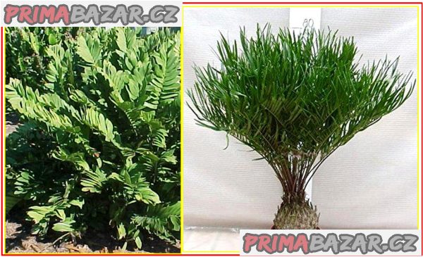 sazenice-cycas-zamia-floridana