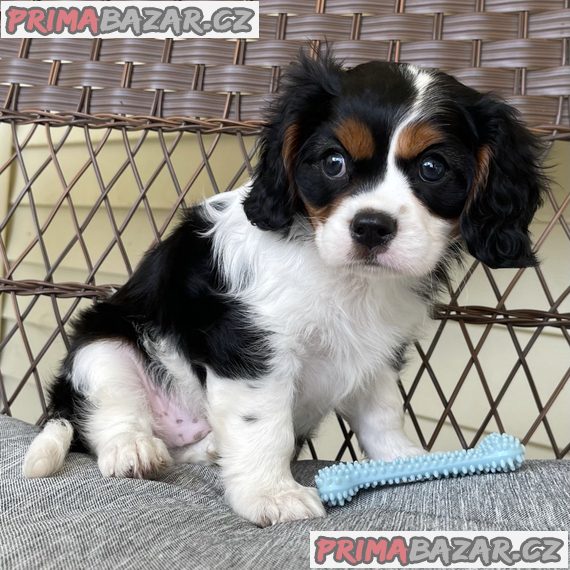 Štěňata kavalíra King Charles Spaniel s PP