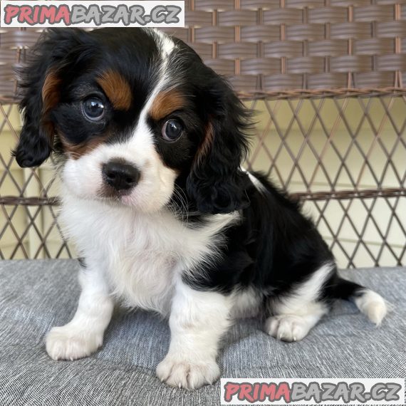 Štěňata kavalíra King Charles Spaniel s PP