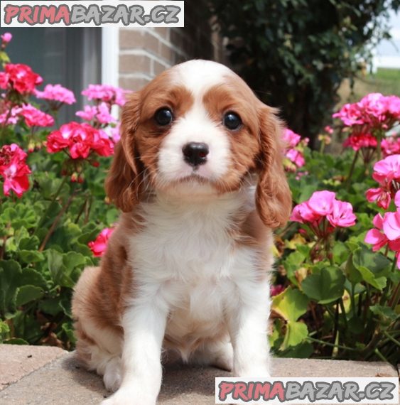 Štěňata kavalíra King Charles Spaniel s PP