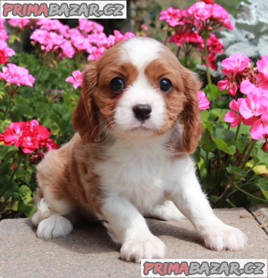 Štěňata kavalíra King Charles Spaniel s PP