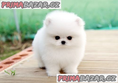 Malý německý špic/pomeranian ke krytí