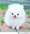 Malý německý špic/pomeranian ke krytí