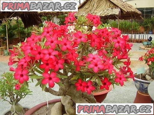 sazenice-adenium-obesum-vel-8-10-cm