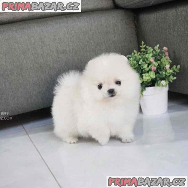 Pomeranian s PP