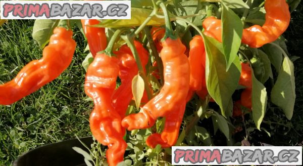 Chilli Pepper Peter Orange