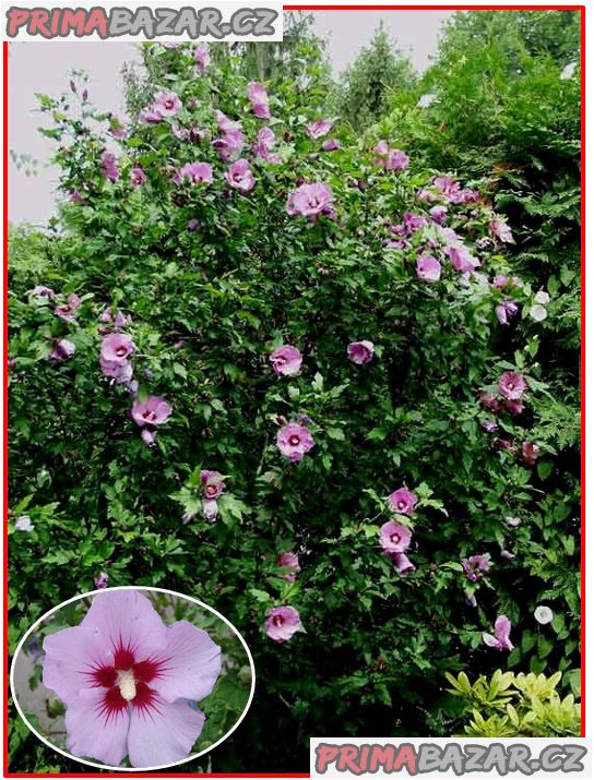 Hibiscus Syriacus L - Ibišek syrský fialový