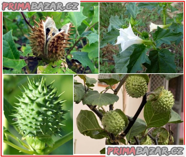 Datura Stramonium - Durman obecný