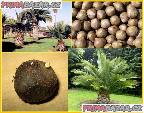naklíčená semena palma Jubaea chilensis