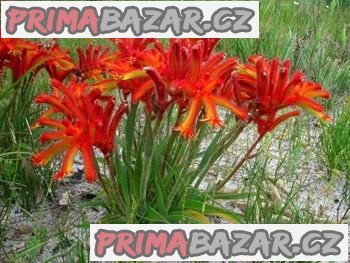 anigozanthos-humilis