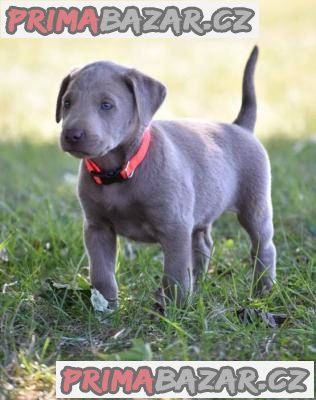 milující labrador připravený k adopci.