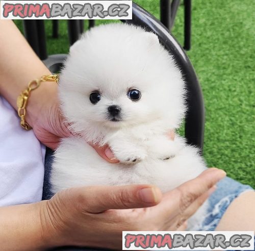 milující pomeranian připravený k adopci.