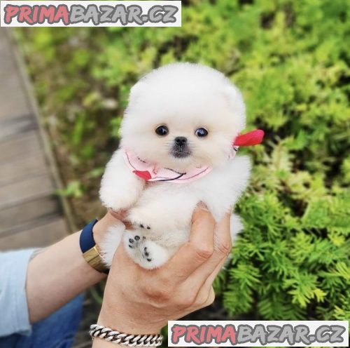 milující pomeranian připravený k adopci.