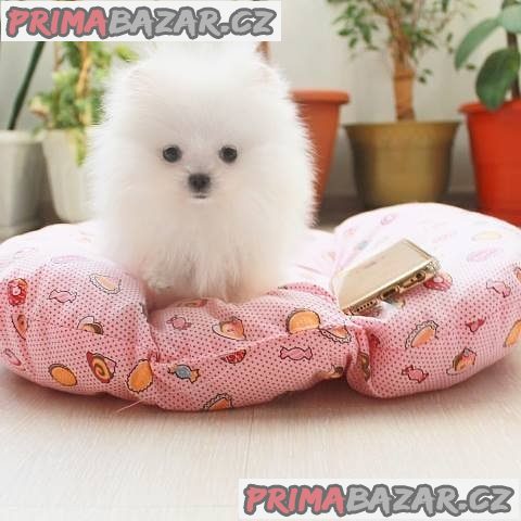 milující pomeranian připravený k adopci.