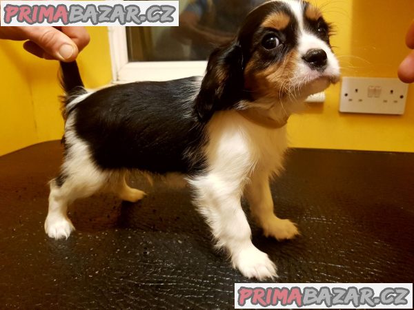 Prodám štěňata kavalír King Charles Spaniel.