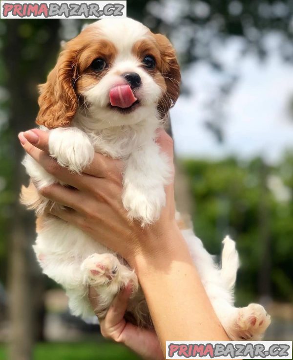 Prodám štěňata kavalír King Charles Spaniel.