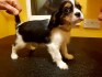 Prodám štěňata kavalír King Charles Spaniel.