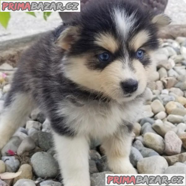 Prodám roztomilá štěňata Pomsky.