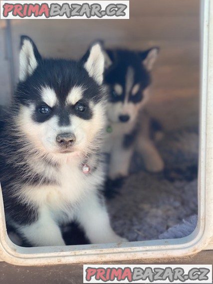 Prodám roztomilá štěňata Pomsky.