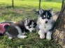 Prodám roztomilá štěňata Pomsky.