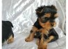 milující Yorkie teriér připravený k adopci.