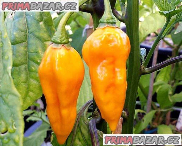 semena Chilli Devil_s Tongue Yellow