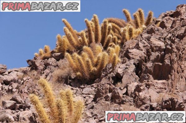 Kaktus Oreocereus varicolor z pouště Atacama