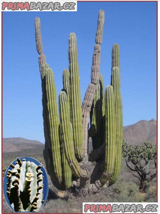 Kaktus Pachycereus pringlei
