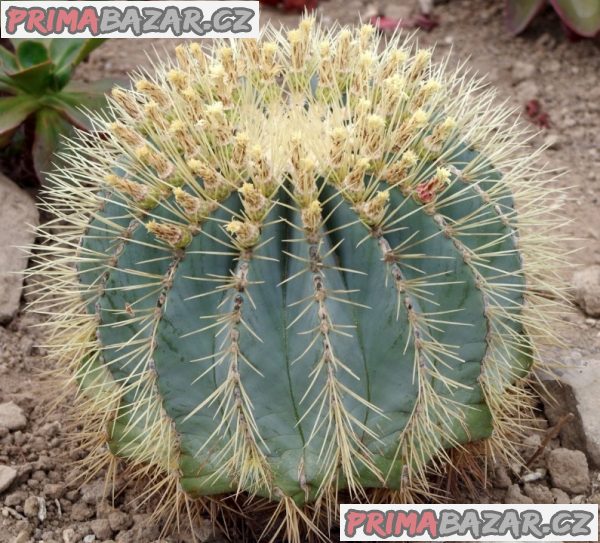 Kaktus Ferocactus glaucescens