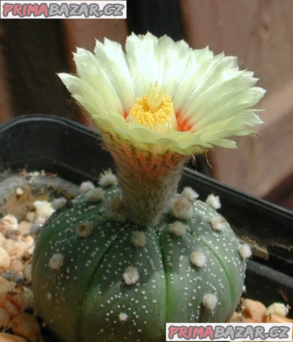 kaktus-astrophytum-asterias-tamaulipas