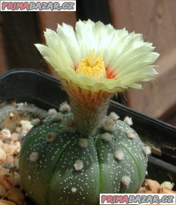 Kaktus Astrophytum asterias Tamaulipas