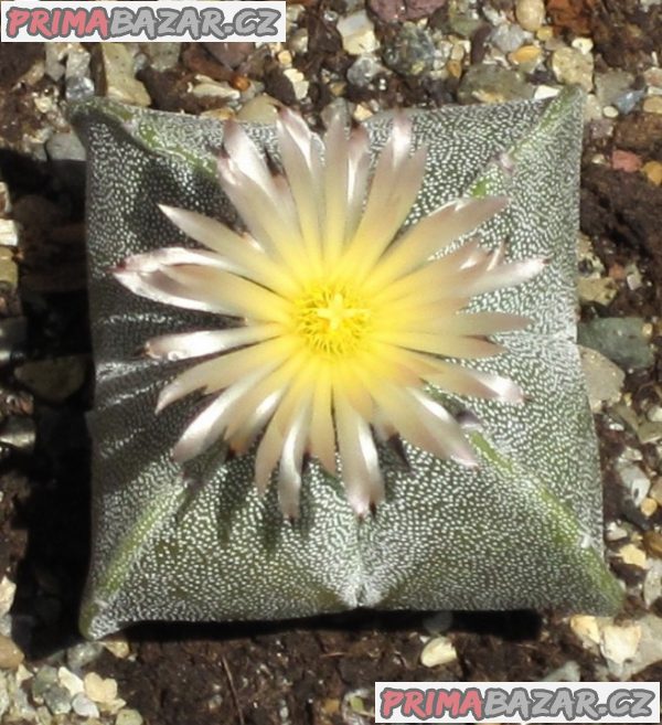 kaktus-astrophytum-myriostigma-v-quadricostatum