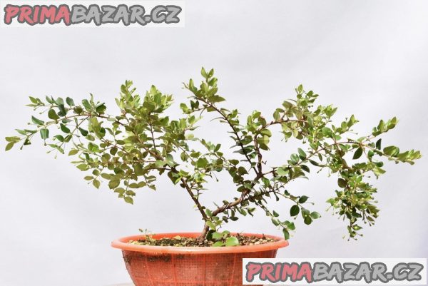 Luma apiculata