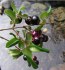 Luma apiculata