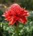 Etlingera elatior Red – zázvor okrasný červený