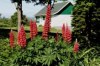 Lupinus polyphyllus - Vlčí bob červený