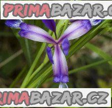 Iris trávovitý - Iris Graminea