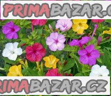 100-x-semena-mirabilis-jalapa-nocenka-mix-barev-zvyhodnena-nabidka