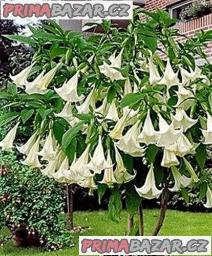 řízek Brugmansia Arborea - Andělská trumpeta