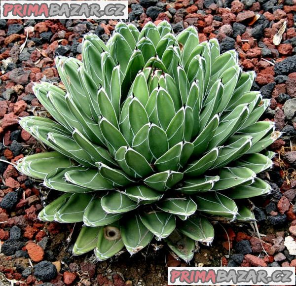 agave-victoriae-reginae-huasteca-canyon