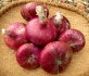 Cibule Rossa di Toscana
