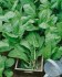 Šťovík zahradní (Rumex acetosa)