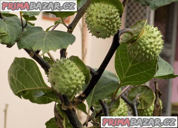 datura-stramonium-durman-obecny