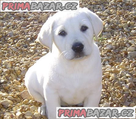 Štěňata labradorského retrívra