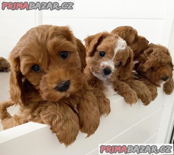 Štěňata Cavapoo F1b  WHATSAPP +32466255617