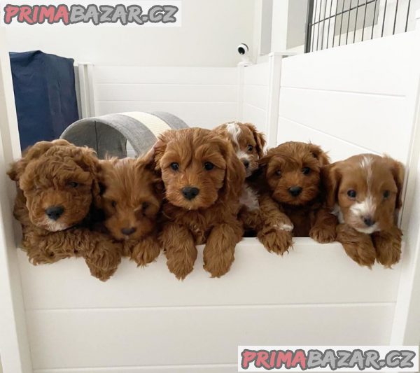 Štěňata Cavapoo F1b  WHATSAPP +32466255617